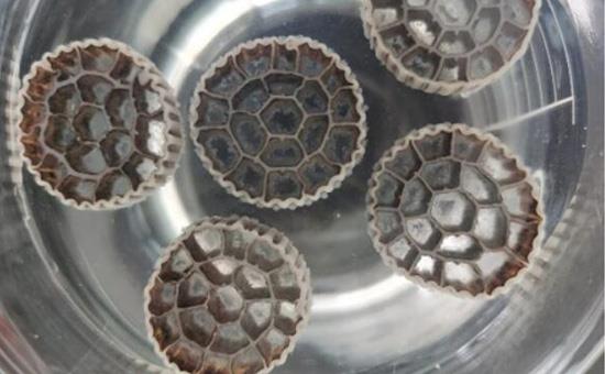 裕隆活性生物填料有哪些技術(shù)優(yōu)勢？